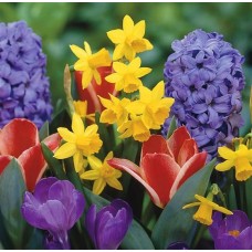 Springtime Florist Choice (Standard)